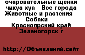 очаровательные щенки чихуа-хуа - Все города Животные и растения » Собаки   . Красноярский край,Зеленогорск г.